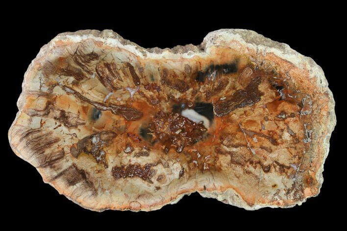 Petrified Horsetail (Calamites?) From Madagascar - Rare! #139600